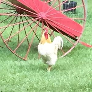 Meet your Posher, Susan